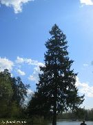  Ель