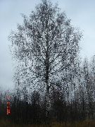  ИЗЫСКАНнОСТЬ БЕРЁЗЫ