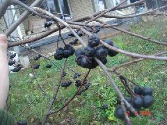  ягоды черноплотки