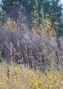  Осень