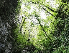  Пандора