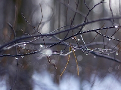  Л