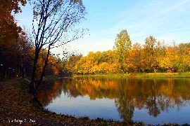  желтая осень