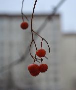  Рябинка