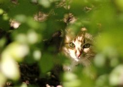 Животные Спряталась