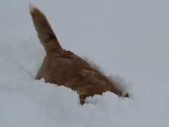  снег и Ричи