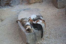  трудная жизнь мамы кошки